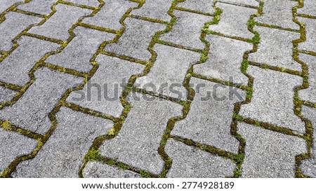 Grey interlocking concrete pavers create an intricate pattern on a weathered outdoor path, with vibrant green moss and tiny weeds emerging from the narrow joints between the blocks