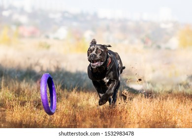 Grey Italian cane corso dog running, jumping and playing