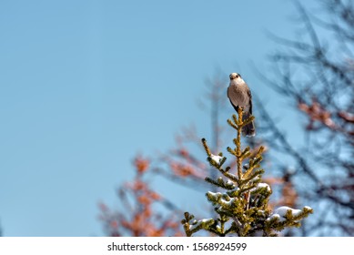 Grey Jay Bird On Pine Tree