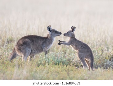 Grey kangaroos with young joey in outback Australia. - Shutterstock ID 1516884053