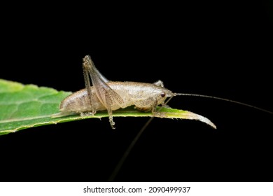 Grey Katydid Cricket Insect On Leaf, Stridulation Species, Satara, Maharashtra, India 