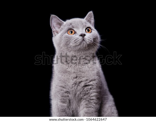 Grey Kitten British Breed Yellow Eyes Stock Photo Edit Now