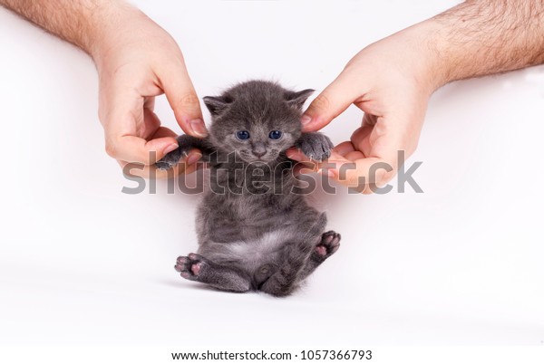 Grey Kitten Cute Baby Cat On Stock Photo Edit Now 1057366793