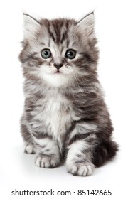 Grey kitten isolated on white - Shutterstock ID 85142665