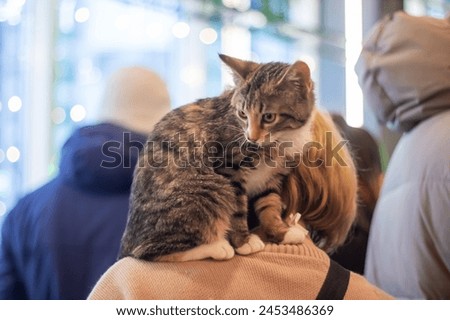 Grey kitten on a woman's shoulder close up