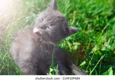 Grey Kitten Sitting On Green Grass With Tounge Out And Closed Eyes