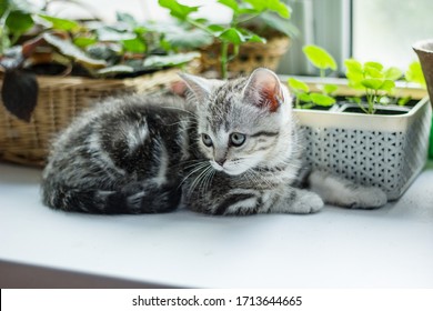 Grey kitten sitting on the white surface near home plants.