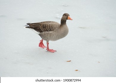 Grey lag goose on frozen ice