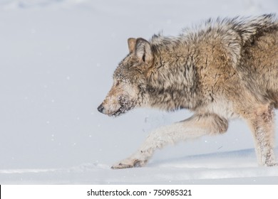 A Grey Lamar Canyon Pup - Wild, Non-captive Wolf - Yellowstone National Park