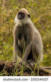 Grey Langur
Latin Name: Semnopithecus Priam