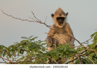 Grey Langur
Latin Name: Semnopithecus Priam