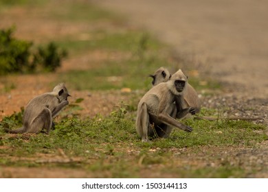 Grey Langur
Latin Name: Semnopithecus Priam