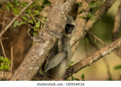 Grey Langur
Latin Name: Semnopithecus Priam