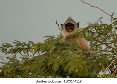 Grey Langur
Latin Name: Semnopithecus Priam