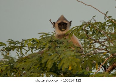 Grey Langur
Latin Name: Semnopithecus Priam