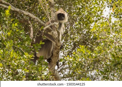 Grey Langur
Latin Name: Semnopithecus Priam