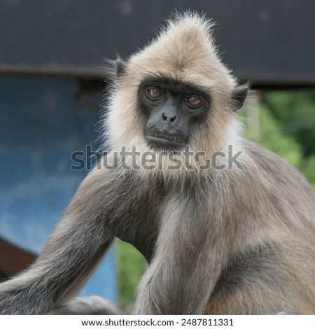 Grey Langur Monkey in srilanka
