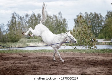 Grey Latvian Breed Horse Jumping Into The Air And Bolting On The Lunge Line.