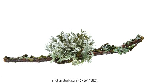 Grey  Lichen On Twig Isolated On White Background