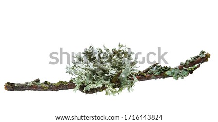 Grey  lichen on twig isolated on white background