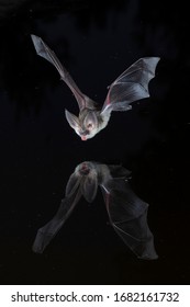 Grey Long Eared Bat Drinking Reflection