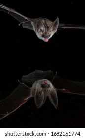 Grey Long Eared Bat Drinking Reflection