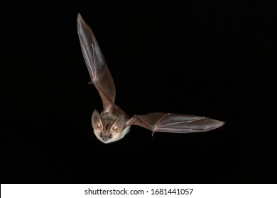 Grey Long Eared Bat Night Flying