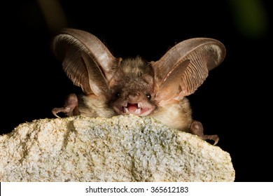  Grey long eared bat, plecotus austriakus,resting on the stone
