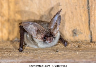 Grey long-eared bat (Plecotus austriacus) is a fairly large European bat. It has distinctive ears, long and with a distinctive fold. It hunts above woodland, often by day, and mostly for moths.