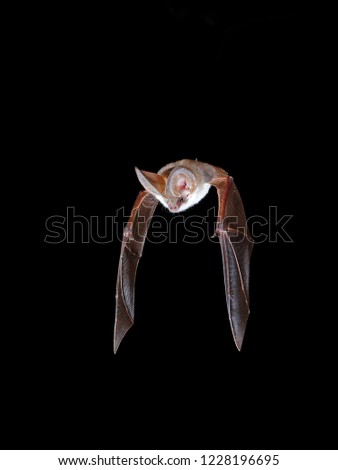 Grey long-eared bat, Plecotus austriacus.  in flight hunting at night
