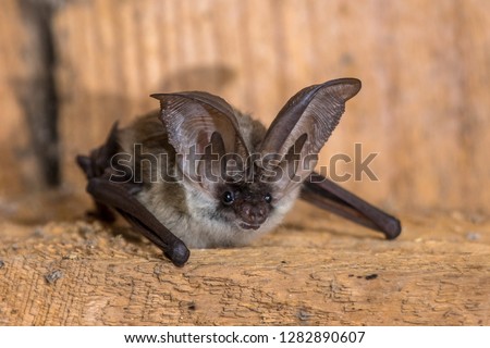 Grey long-eared bat (Plecotus austriacus) is a fairly large European bat. It has distinctive ears, long and with a distinctive fold. It hunts above woodland, often by day, and mostly for moths.