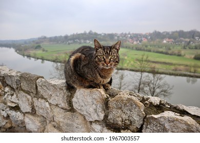 The Grey Lord Of The Holdfast - Cat