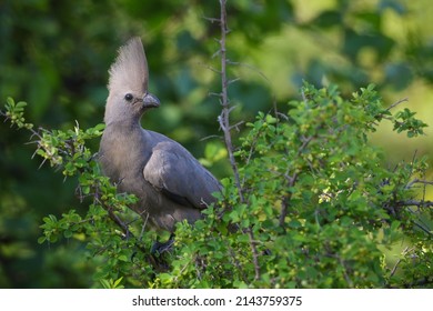 380 Grey lourie bird Images, Stock Photos & Vectors | Shutterstock