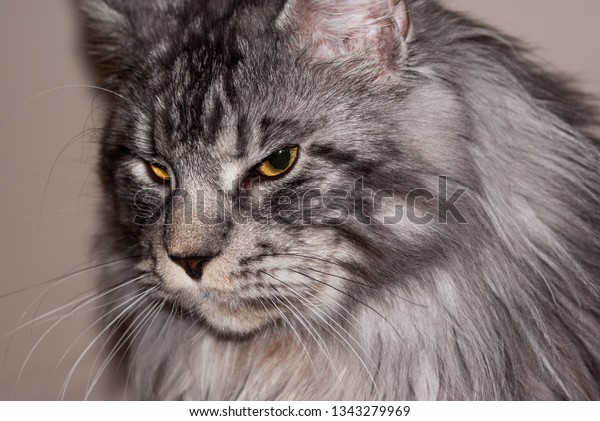 Grey Maine Coon Cat Stock Photo Edit Now