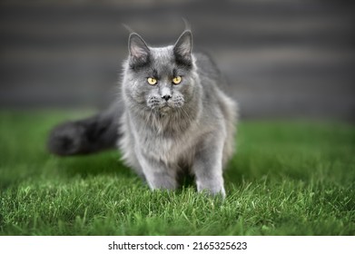 Grey Maine Coon Cat Walking On Grass