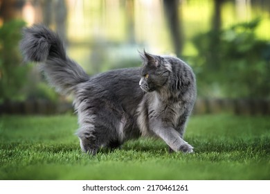 Grey Maine Coon Cat Walking Outdoors In Summer