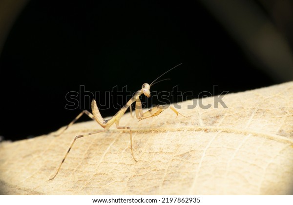 1,440 Gray Mantis Images, Stock Photos & Vectors | Shutterstock