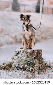 Grey Mixed Breed Dog Sitting Outdoors In Winter