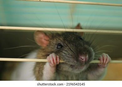 Grey Molting Home Domestic Funny Rat Holds Cage Bars With Its Teeth. Mouse Looking Through Cage Bars. Curious Pet, Rodent. World Day Of Laboratory Animals Concept. Care And Love Pet Friends. Close Up