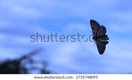 A grey moth on a window pane seen from the back against a blurred background of blue sky and tree branches, a wild butterfly in the summer sky