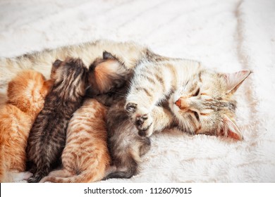 24,482 Kitten mother Images, Stock Photos & Vectors | Shutterstock