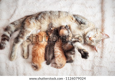 Grey mother cat nursing her babies kittens, close up