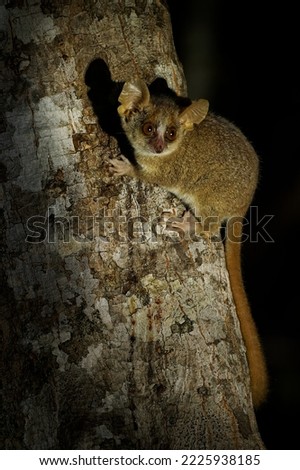 Grey Mouse Lemur - Microcebus murinus also Gray or Lesser mouse lemur, night lemur on the tree, dark black Kirindy Forest, endemic animal in Madagascar, small mammal with big eyes on the tree trunk.