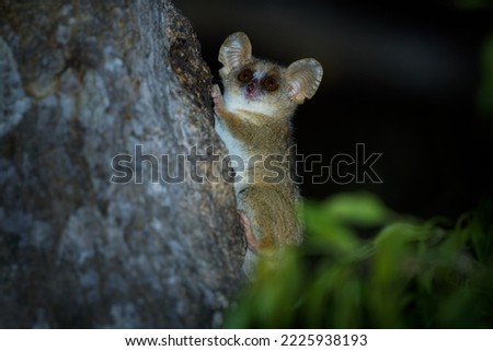 Grey Mouse Lemur - Microcebus murinus also Gray or Lesser mouse lemur, night lemur on the tree, dark black Kirindy Forest, endemic animal in Madagascar, small mammal with big eyes on the tree trunk.