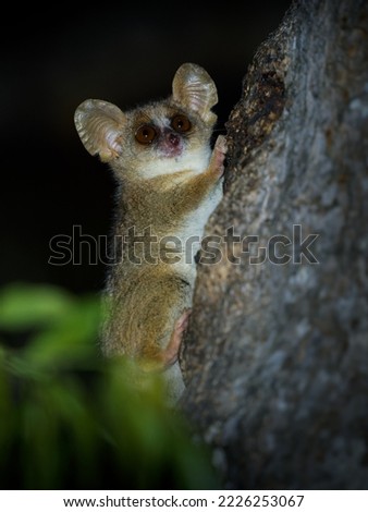 Grey Mouse Lemur - Microcebus murinus also Gray or Lesser mouse lemur, night lemur on the tree, dark black Kirindy Forest, endemic animal in Madagascar, small mammal with big eyes on the tree trunk.