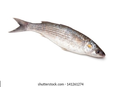 Grey Mullet or flathead mullet fish (Mugil cephalus) isolated on a white studio background.