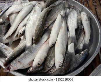 Grey Mullet Or Mugilidae Fishes At The Market, Saltwater Fish Species In Thailand 