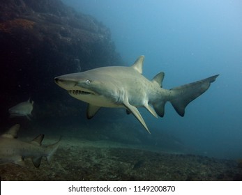 Grey Nurse / Sand Tiger Sharks (Carcharias Taurus) Near A Cave