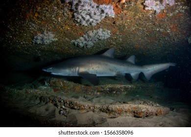 Grey Nurse Shark (Carcharias Taurus)