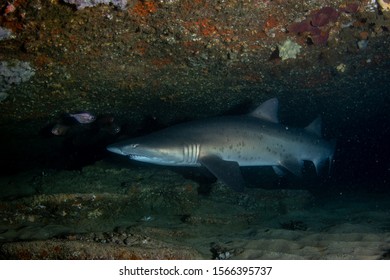 Grey Nurse Shark (Carcharias Taurus)